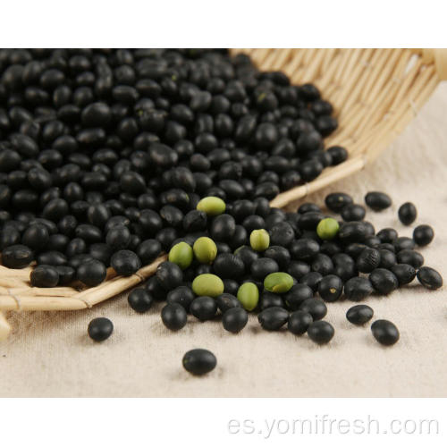 Beneficios para la salud de los frijoles negros